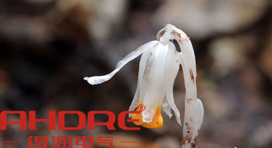 安徽得潤電氣 高低壓開關(guān)柜 變頻柜 咨詢熱線4000551777 安徽得潤電氣 高低壓開關(guān)柜 變頻柜 咨詢熱線4000551777